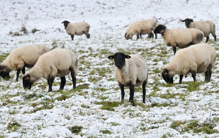 Овцы редкой породы стали жертвами стаи собак