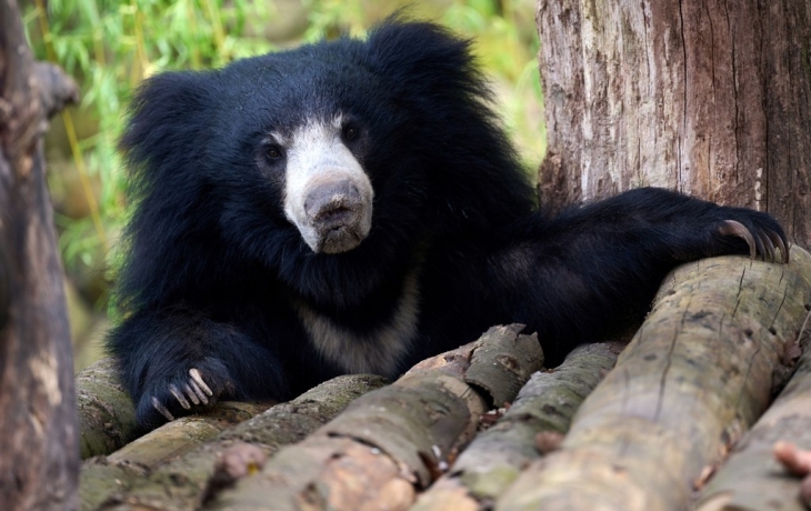 В зоопарке Огайо можно скормить медведям червя с именем бывшего партнера
