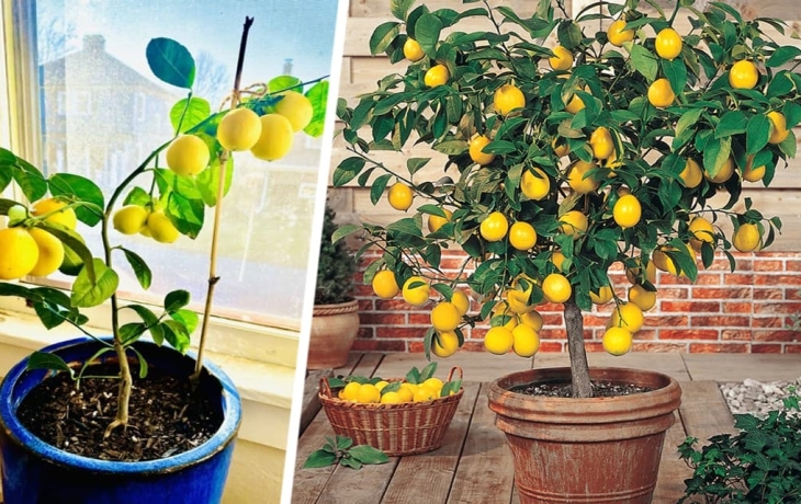 Российский турист привез из Вьетнама лимон и на него завели дело