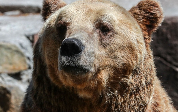 Заклинившее ружье подвело охотника в схватке с медведем Заклинившее ружье подвело охотника в схватке с медведем