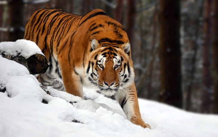 Тигр Борис прошел 200 километров ради тигрицы, с которой его разлучили Тигр Борис прошел 200 километров ради тигрицы, с которой его разлучили