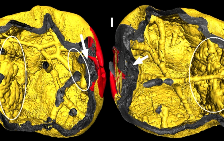 Ископаемые эмбрионы на сотни миллионов лет древнее динозавров нашли в Китае Ископаемые эмбрионы на сотни миллионов лет древнее динозавров нашли в Китае