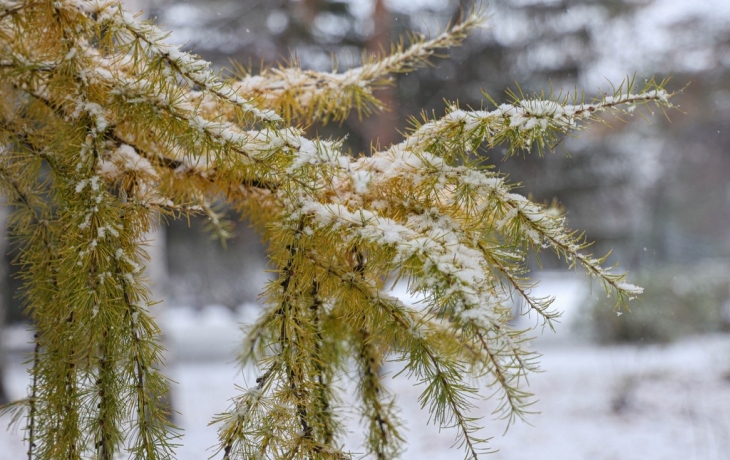 Лиственница времен Пушкина стала памятником живой природы Лиственница времен Пушкина стала памятником живой природы