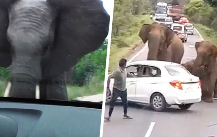 На Шри-Ланке слон-вымогатель напал на машину с российскими туристами
