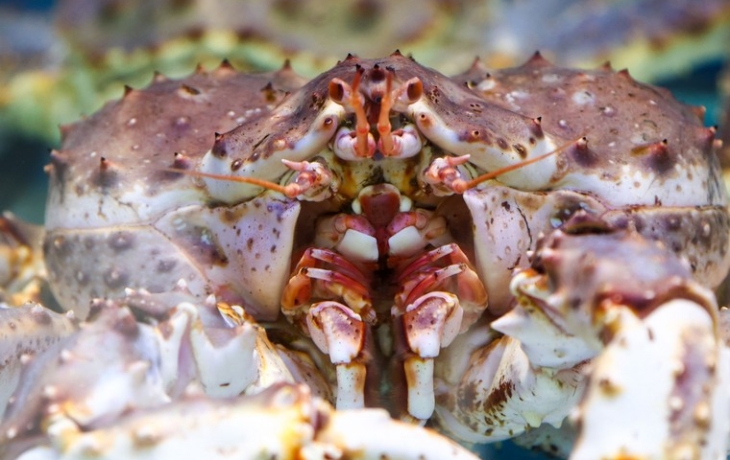 Бизнесмены хотели вывезти в Азию 320 тонн краба и попались