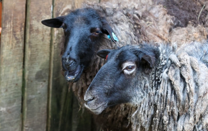 Собаки загрызли овец в Рязанской области Собаки загрызли овец в Рязанской области