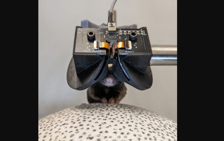 Для мышей разработали VR-очки: они помогут исследовать мозг грызунов Для мышей разработали VR-очки: они помогут исследовать мозг грызунов