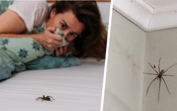 Как предотвратить появление пауков в вашем доме: вот 5 простых способов Как предотвратить появление пауков в вашем доме: вот 5 простых способов