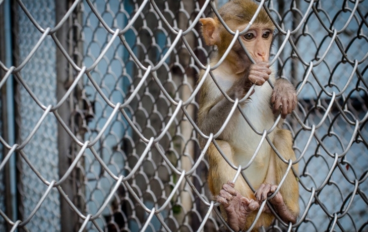 В европейской стране назвали число убитых ради военных животных