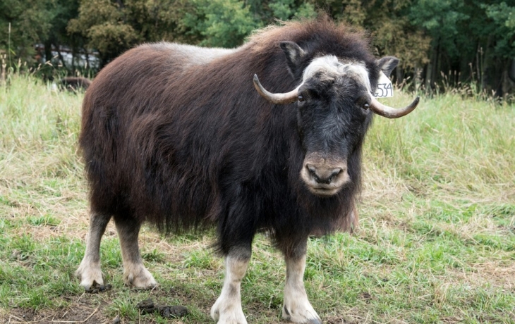Два овцебыка стали новыми подопечными Новосибирского зоопарка Два овцебыка стали новыми подопечными Новосибирского зоопарка