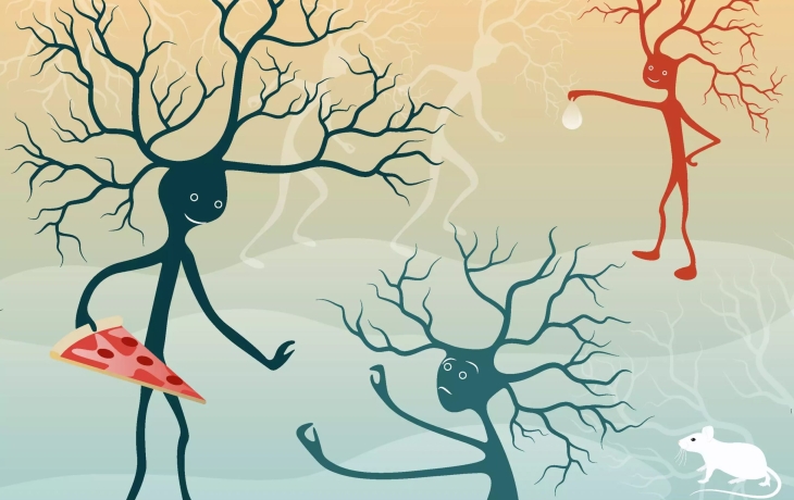 Клетки жажды: нейробиологи выяснили, как мозг решает, когда нужно пить и есть