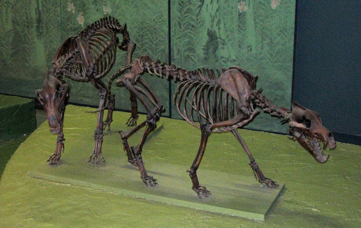 Colossal Biosciences заявила о &laquo;воскрешении&raquo; вымерших ужасных волков: что произошло на самом деле