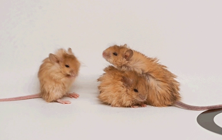 Генетики вывели «шерстистых» мышей: это часть проекта по возрождению мамонта Генетики вывели «шерстистых» мышей: это часть проекта по возрождению мамонта