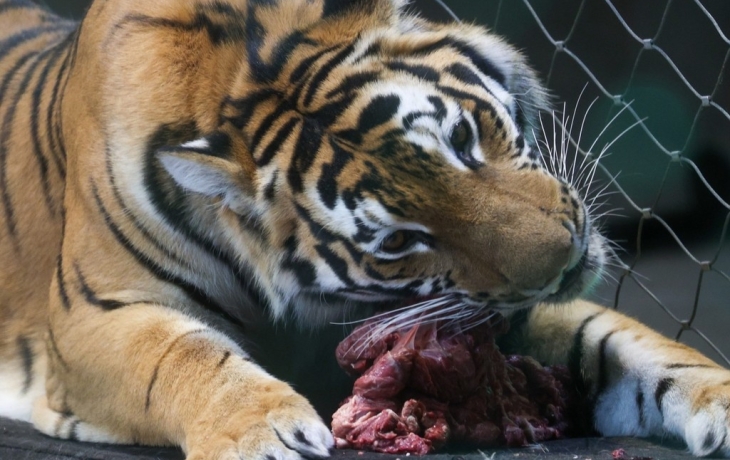 Стало известно, почему решили застрелить тигра в Приморье Стало известно, почему решили застрелить тигра в Приморье