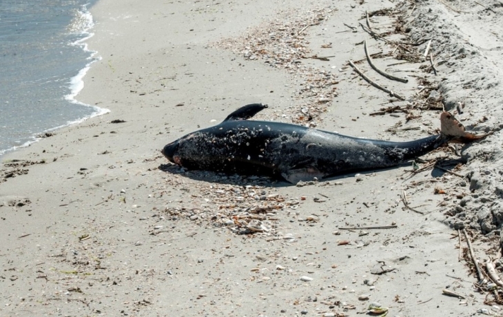 Разлив мазута на Кубани привел к массовой гибели дельфинов Разлив мазута на Кубани привел к массовой гибели дельфинов