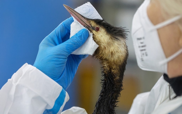 Стало известно, сколько редких птиц лечат в Крыму после разлива мазута