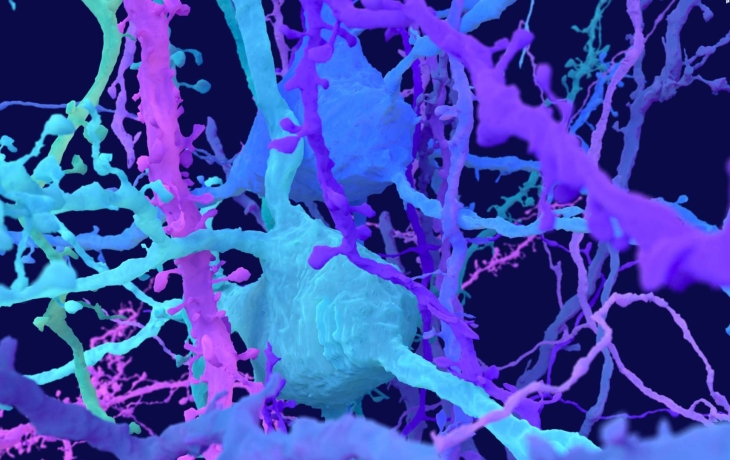 Создана карта полумиллиарда нейронных связей, которые позволяют мышам видеть