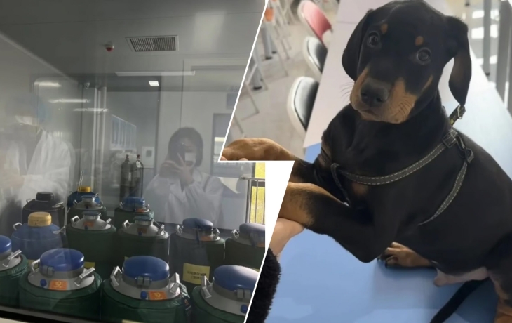 Девушка клонировала погибшую собаку за 2 млн рублей &mdash; история вызвала споры в соцсетях