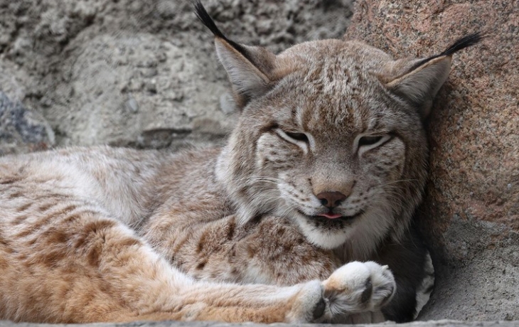 В леса Подмосковья вернулись краснокнижные хищники В леса Подмосковья вернулись краснокнижные хищники