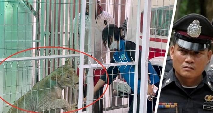 Домашняя львица россиянина вызвала переполох в Паттайе Домашняя львица россиянина вызвала переполох в Паттайе