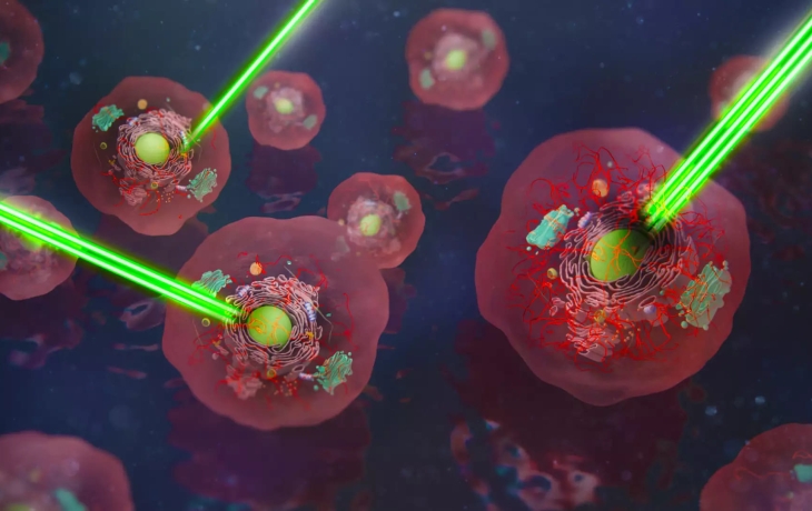 &laquo;LEGO для клеток&raquo;: структуры собирают внутри живых клеток с помощью света