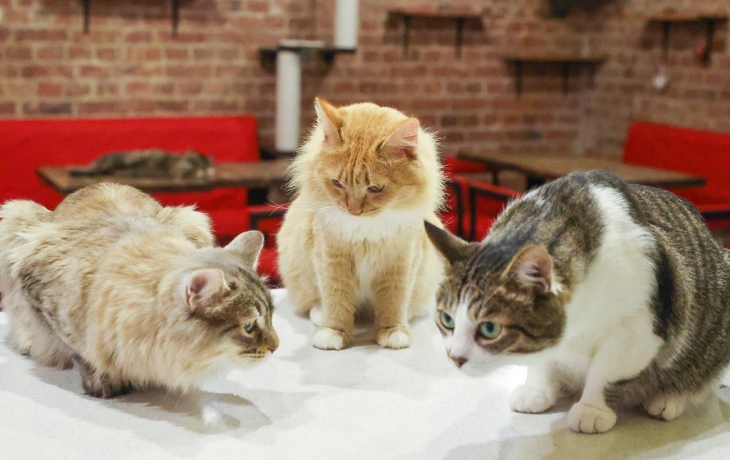 В российском регионе уточнят правила содержания кошек и собак В российском регионе уточнят правила содержания кошек и собак