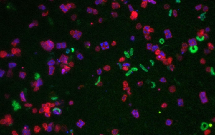 У бактерий открыли тайную «половую жизнь» У бактерий открыли тайную «половую жизнь»