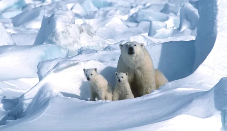 Редчайшие кадры: ученые впервые засняли, как детеныши белых медведей покидают берлогу &nbsp;