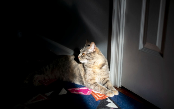 Квантовые инженеры поместили кота Шредингера в компьютерный чип Квантовые инженеры поместили кота Шредингера в компьютерный чип