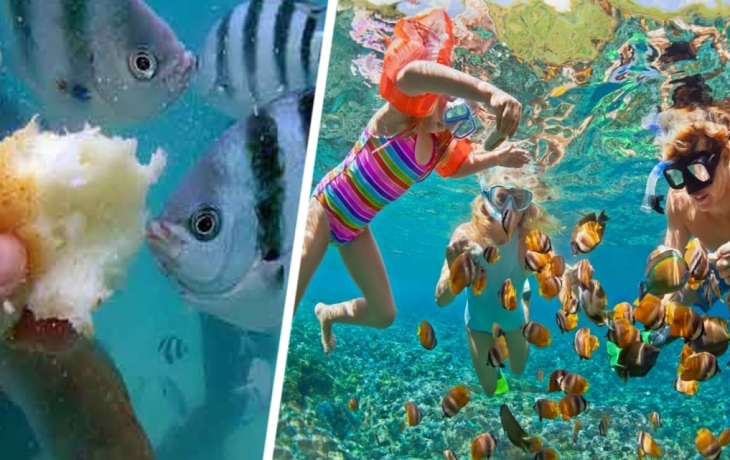 Покормил рыбок хлебом - сел в тюрьму: российских туристов в Таиланде предупредили о последствиях Покормил рыбок хлебом - сел в тюрьму: российских туристов в Таиланде предупредили о последствиях