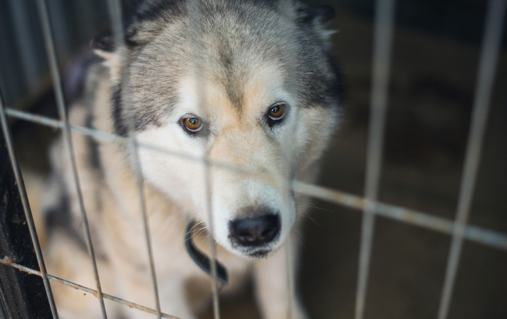 В Новосибирской области приняли законопроект об агрессивности животных