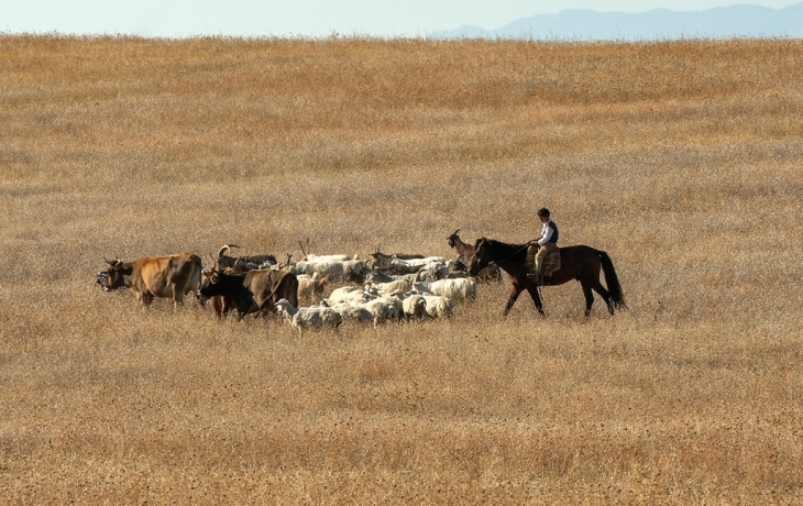 Грузия перестала закупать в России один вид животных