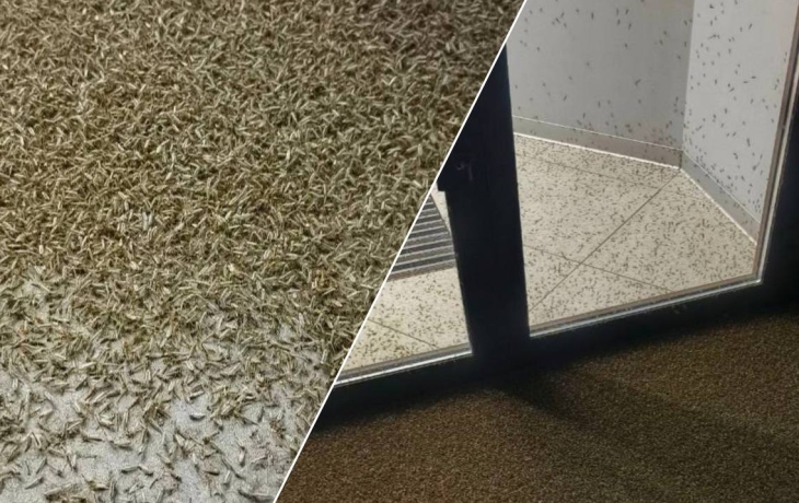 &laquo;Апокалипсис&raquo; в Таганроге: посмотрите на нашествие комаров на юге России