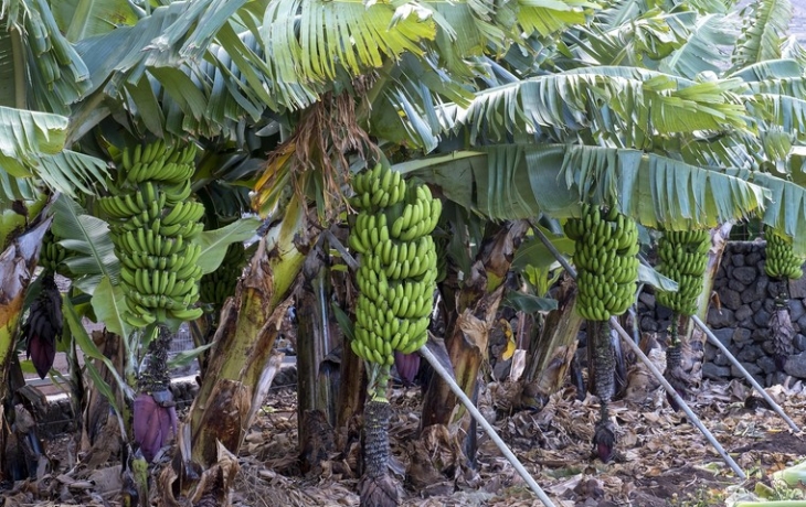 В России впервые планируют собрать урожай бананов