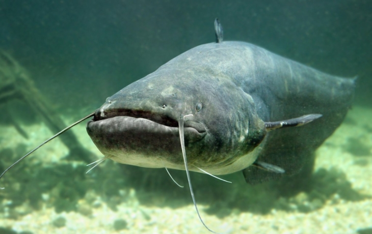 Одну из редчайших пресноводных рыб поймали в Камбодже Одну из редчайших пресноводных рыб поймали в Камбодже