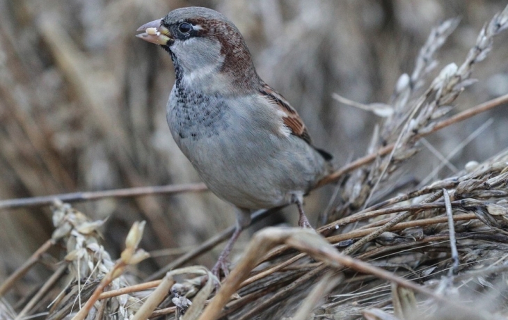 Жителей Московского региона позвали на зимнюю перепись воробьев