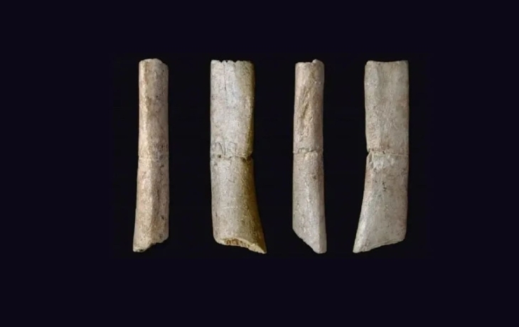 20 000-летние &laquo;человеческие&raquo; останки из Японии оказались костями медведя