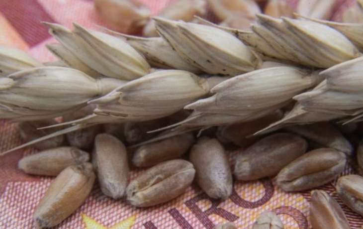 Евросоюз может ввести ограничения на импорт сельхозпродукции с Украины