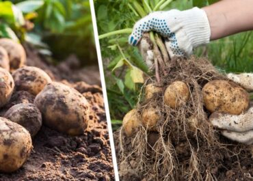 Нужно ли обрывать картофельные семена на кустах? Со странными «помидорчиками» многие не знают, что делать
